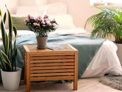 ۵ گیاه آپارتمانی اکسیژن ساز با روش نگهداری آسان