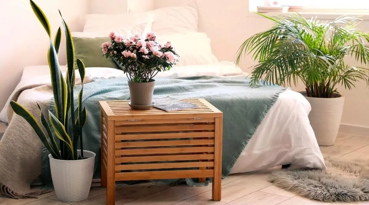 ۵ گیاه آپارتمانی اکسیژن ساز با روش نگهداری آسان