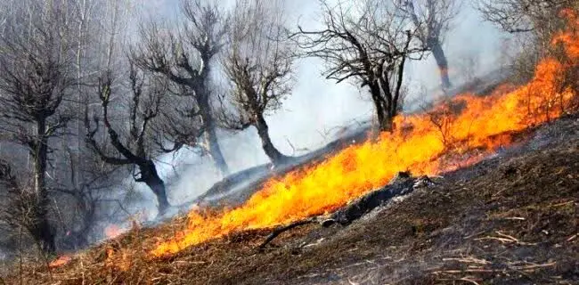 آتش سوزی جنگل‌های سجیران رحیم آباد مهار شد