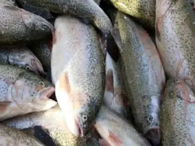 قیمت ماهی قزل آلا ۳۵۰ هزارتومان شد