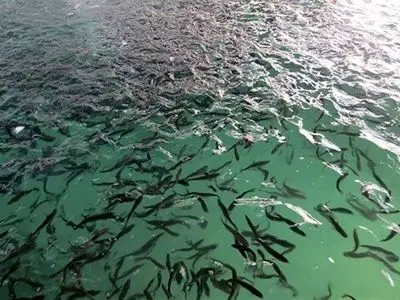برگزاری نشست هماهنگی رهاسازی ۱۳۰ هزار قطعه بچه‌ماهی شانک زردباله در آب‌های کنگان