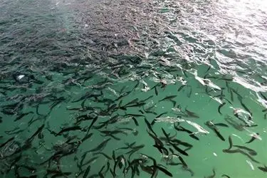 برگزاری نشست هماهنگی رهاسازی ۱۳۰ هزار قطعه بچه‌ماهی شانک زردباله در آب‌های کنگان