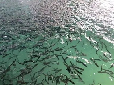 برگزاری نشست هماهنگی رهاسازی ۱۳۰ هزار قطعه بچه‌ماهی شانک زردباله در آب‌های کنگان