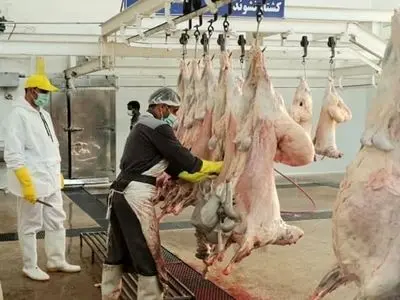 کشتارگاه دام طرقبه موقتاً تعطیل شد/ بیکاری کارگران 