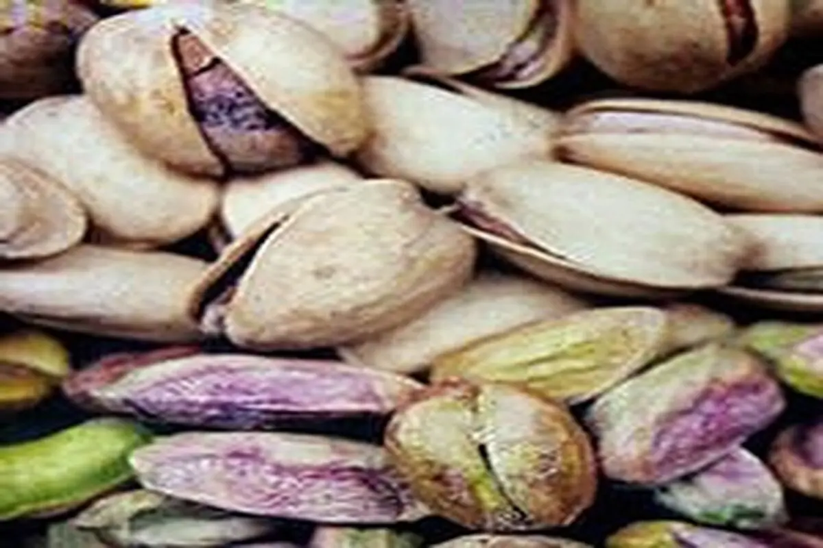 برداشت پسته در شهرستان گیلانغرب به پایان رسید