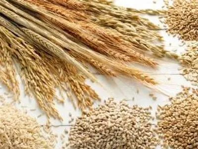 ایران تنضم الی برنامج البذور لمنظمة التعاون الاقتصادی والتنمیة OECD