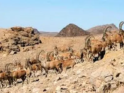 پرونده ۹ ذخیره‌گاه زیست‌کره برای تمدید به یونسکو ارسال شد