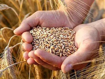 تأثیر مثبت بارندگی‌های بهاری بر مزارع آبی گندم و جو استان مرکزی 