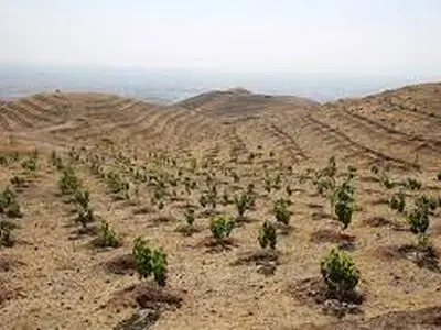 125  هکتار از اراضی بیابانی بخش امیراباد نهالکاری شد