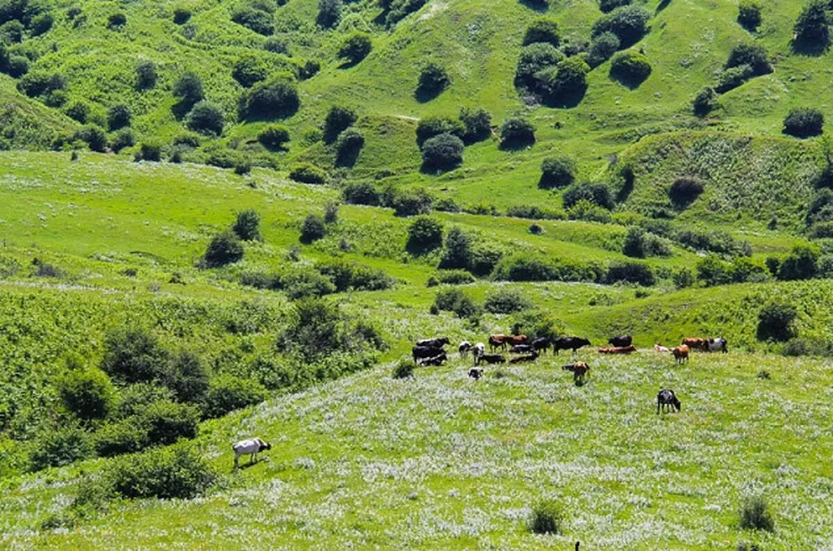 گشت زنی ۲۱ اکیپ حفاظت اداره کل منابع طبیعی کردستان در روز طبیعت