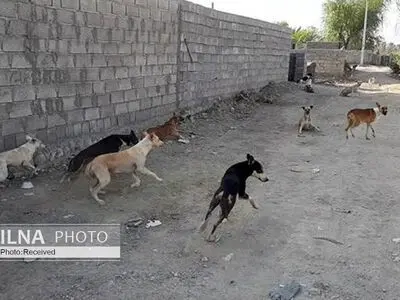توضیح بهزیستی درباره حمله سگ‌ها به دختربچه ۷ساله