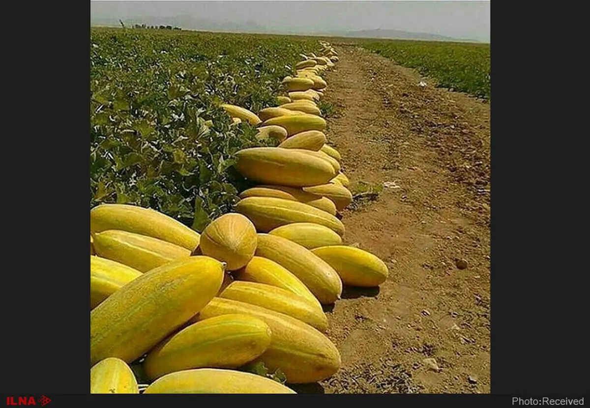 مهارت کشت خربزه ثبت ملی می‌شود