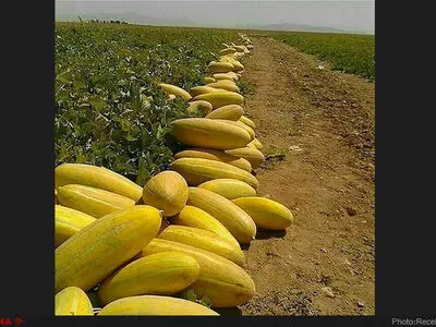 مهارت کشت خربزه ثبت ملی می‌شود