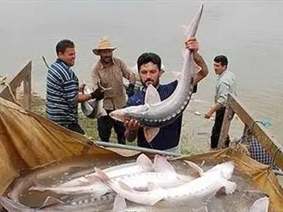 ایجاد 661 فرصت شغلی جدید در بخش شیلات استان بوشهر