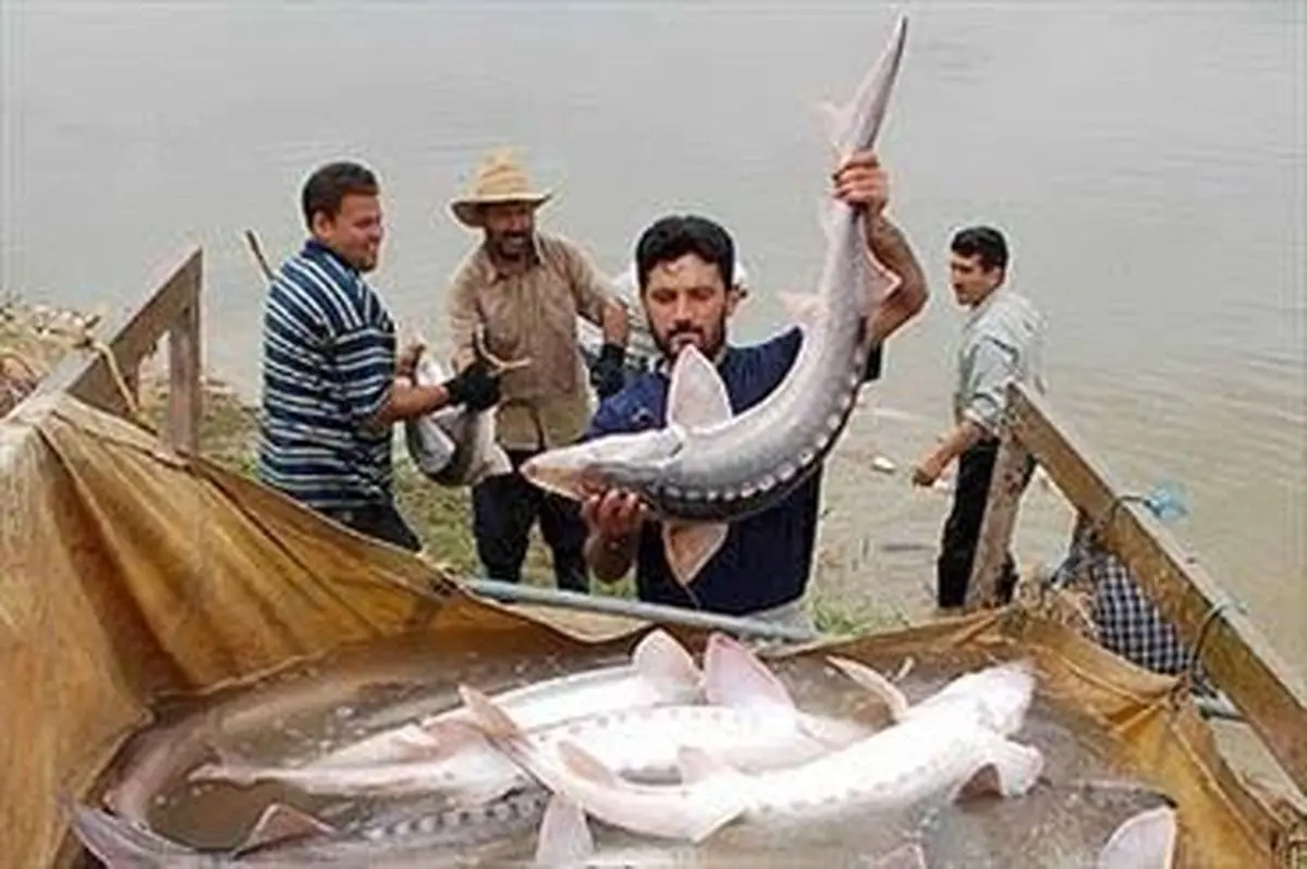 ایجاد 661 فرصت شغلی جدید در بخش شیلات استان بوشهر
