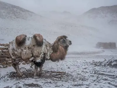 ساخت مستندی درباره شترهای بازمانده‌ از کاروان‌های راه ابریشم