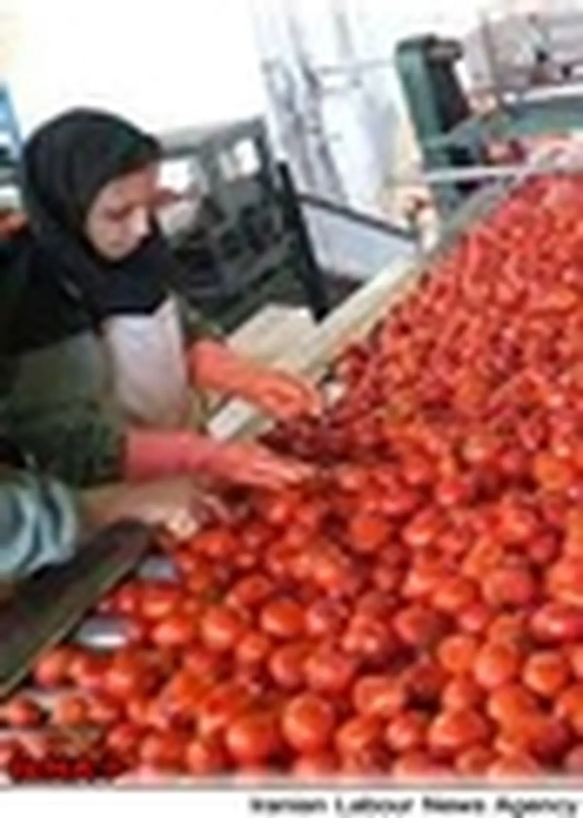 حضور مسئول فنی در واحد های تولیدی فراورده‌های غذایی الزامی است