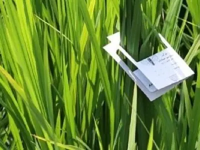 مبارزه بیولوژیک در 1000 هکتار شالیزار جویبار