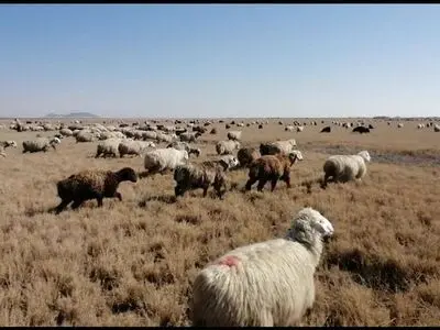 ۴۰۰ هکتار از پوشش گیاهی تالاب بین المللی کمجان خوراک دام عشایر شده است/ تشکیل پرونده قضایی برای متخلفان 