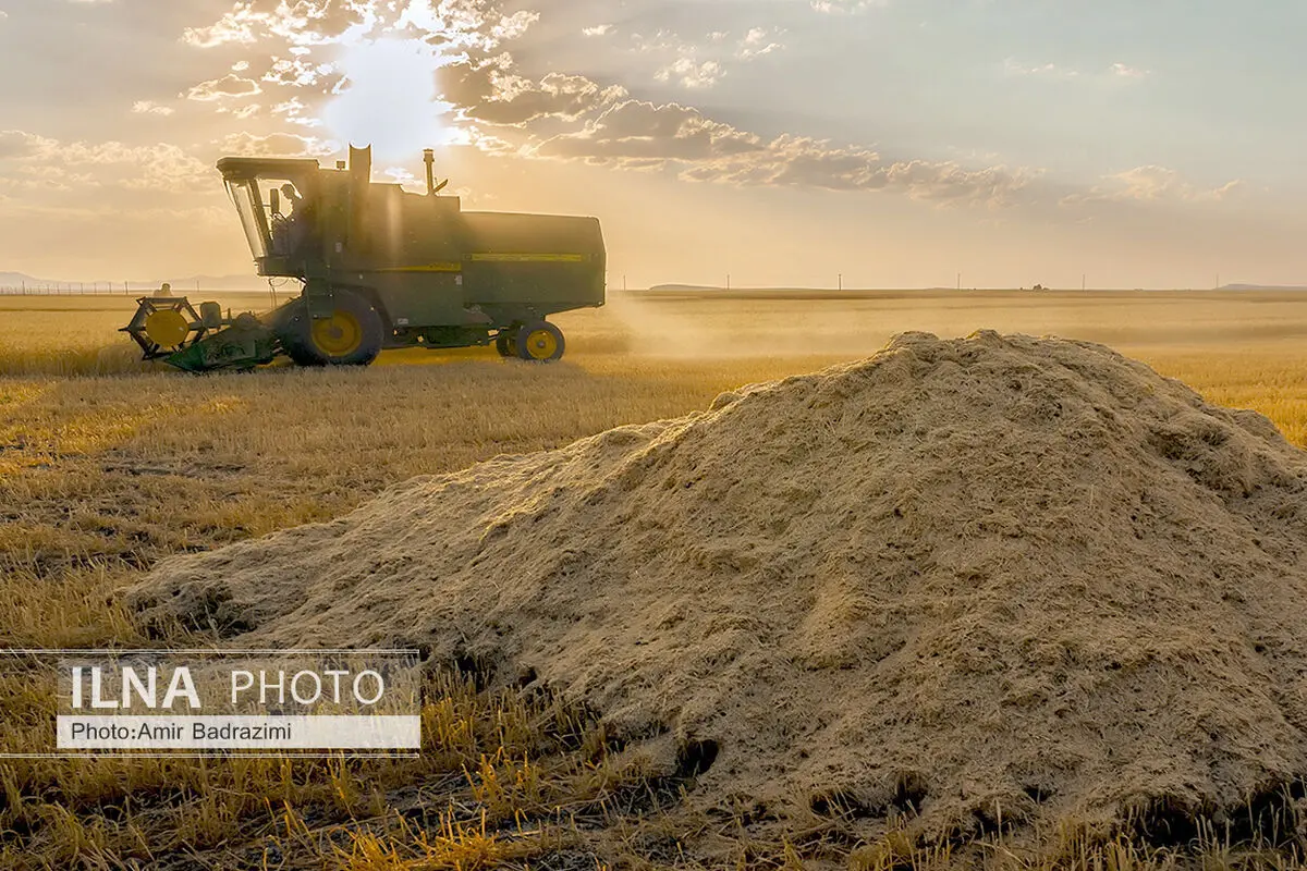 آغاز پرداخت مطالبات گندم‌کاران استان اردبیل / خرید تضمینی گندم از مرز ۲۴۷ هزار تن گذشت