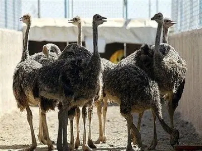 آیا گوشت شتر مرغ سالم است؟