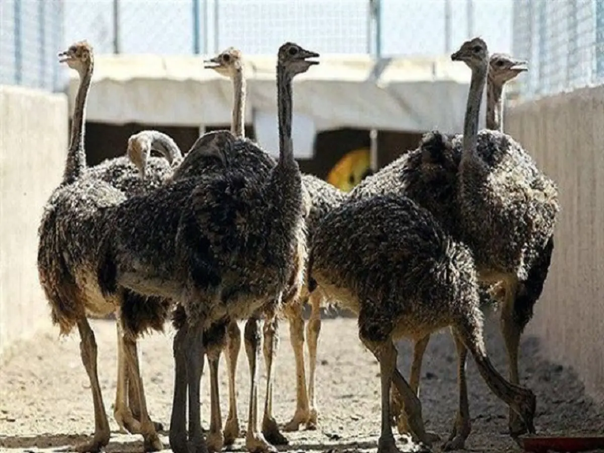 آیا گوشت شتر مرغ سالم است؟