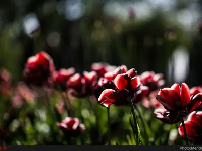 گلهای بهاری