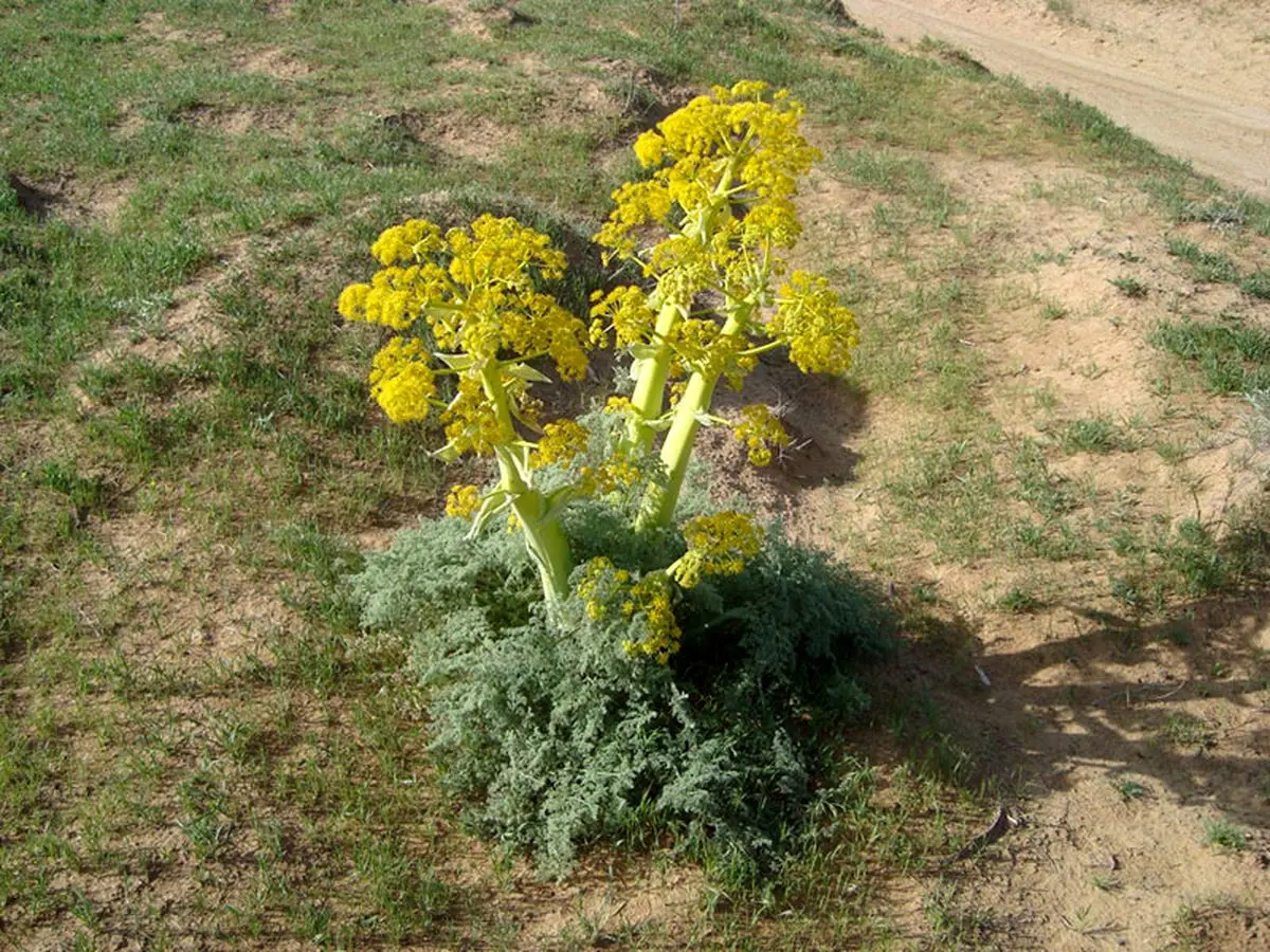 آغاز برداشت باریجه در شهرستان سرخه