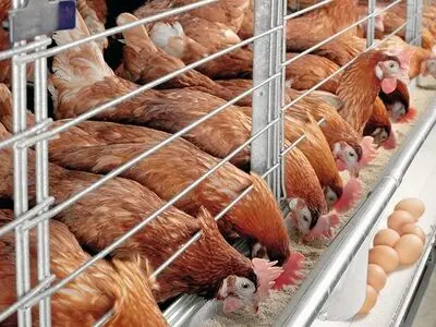 پرداخت ۳۰ درصدی بیمه درد ورشکستگان را دوا نمی‌کند/ برای جوجه ریزی نه پول داریم و نه انگیزه
