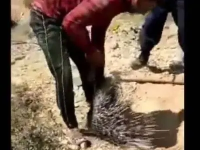 دستگیری متخلفان شکار غیرمجاز و انتشار فیلم آن در فضای مجازی