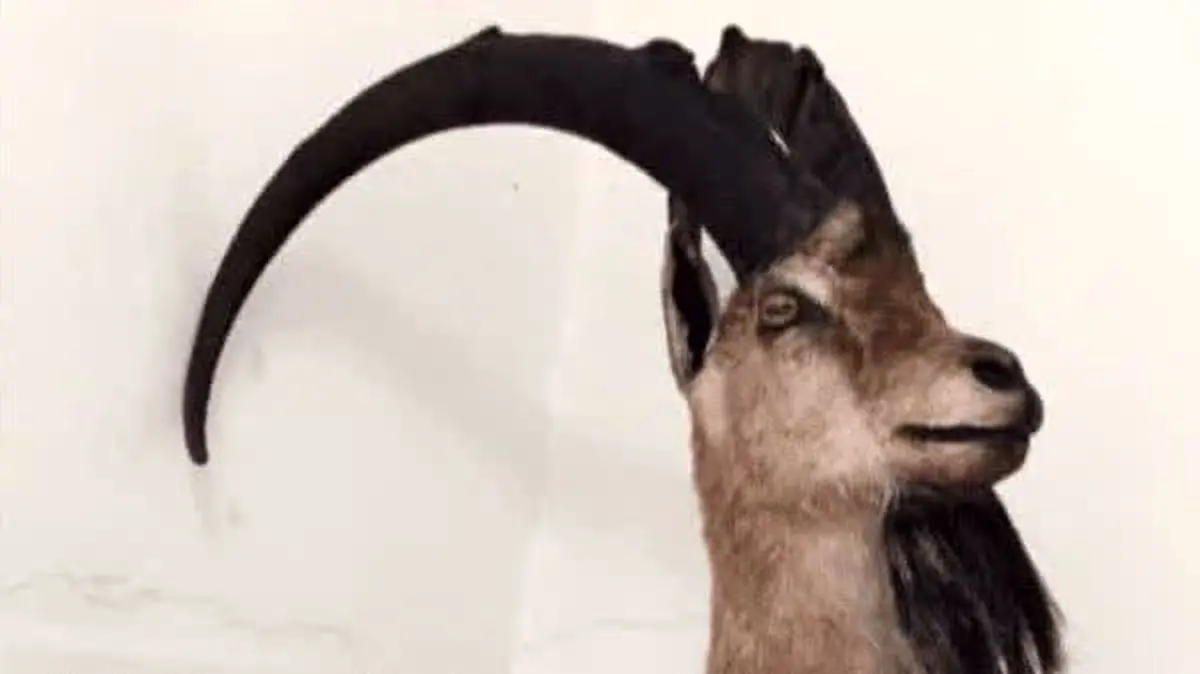 کشف تاکسیدرمی بز کوهی در خرم‌آباد