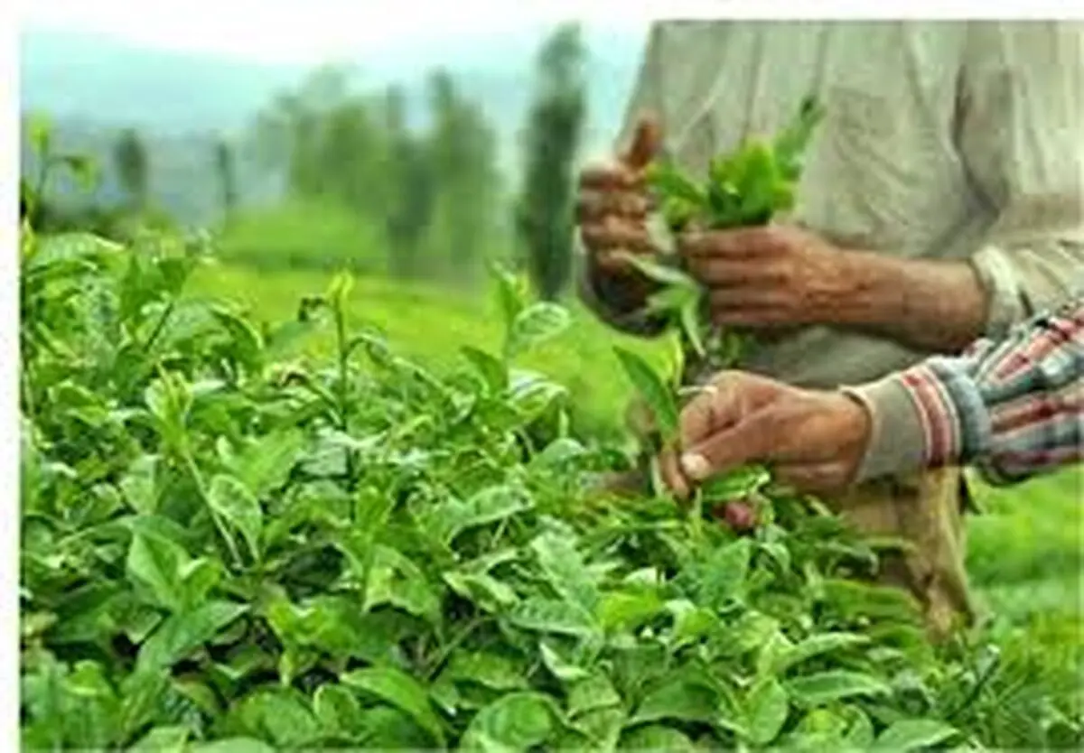 خریداری ۱۳۰ هزار تن برگ سبز چای از چایکاران/ پرداخت ۳۲۲ میلیارد تومان از مطالبات چایکاران 
