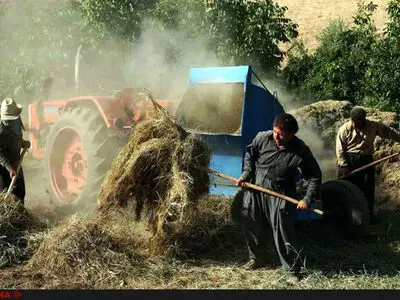 مرگ یک کارگر گاوداری در دستگاه خرمن کوب
