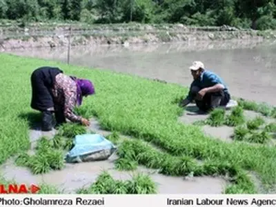 نشاء سنتی برنج