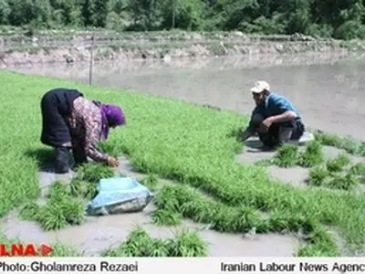 نشاء سنتی برنج