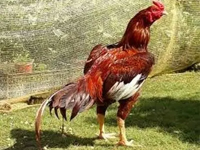 نبرد شجاعانه خروس لاری با گراز+فیلم