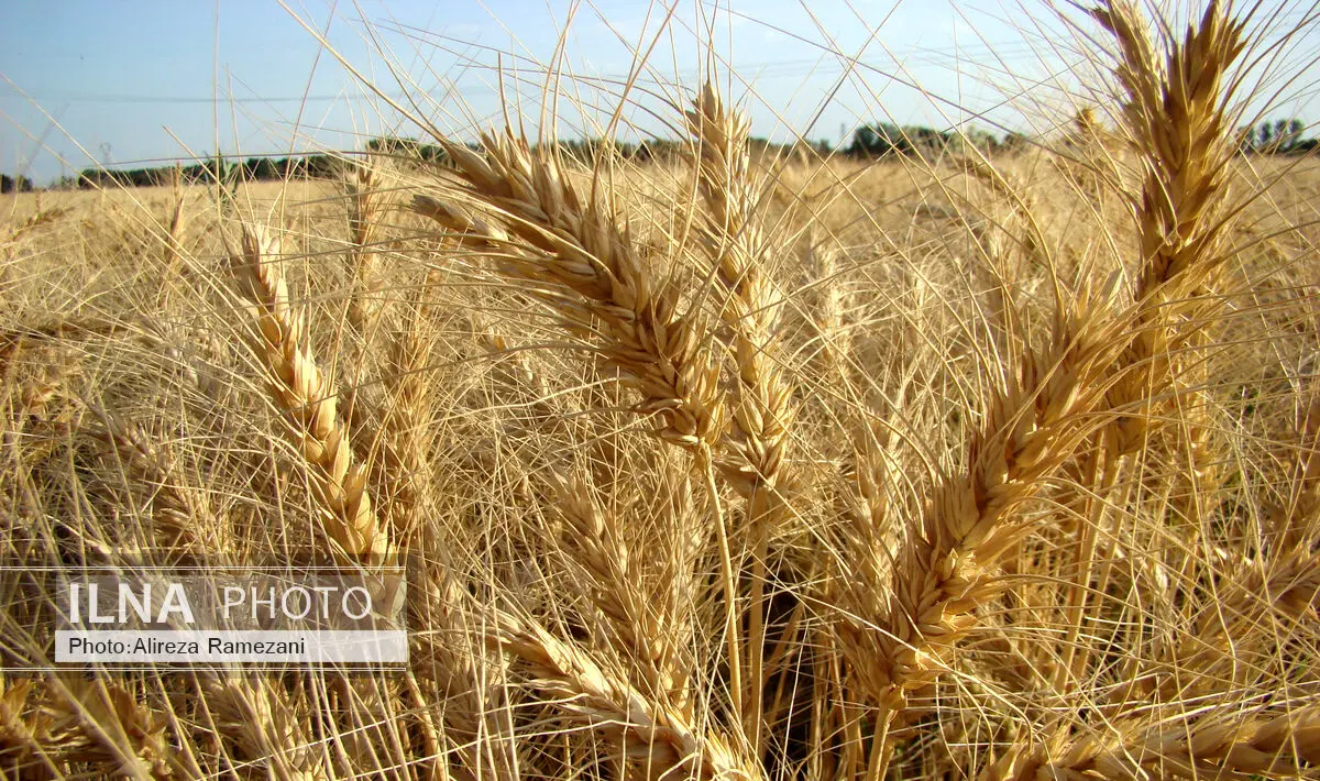 آفت سن گندم در 2 میلیون هکتار از اراضی کشاورزی کنترل شد