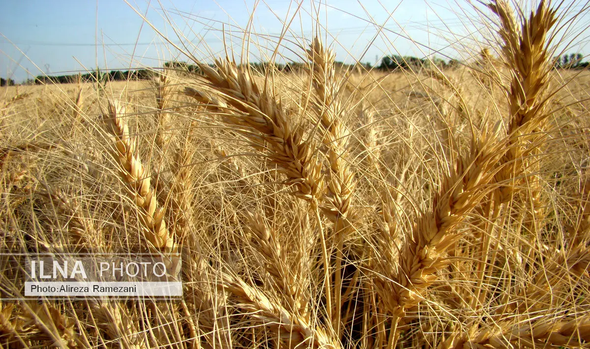 آفت سن گندم در 2 میلیون هکتار از اراضی کشاورزی کنترل شد