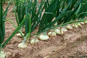 ۹۰ درصد مزارع پیاز آذربایجان‌غربی با آبیاری نوار تیپ مدیریت می‌شود
