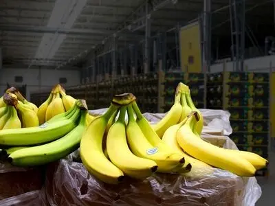 تشریح دلیل افزایش بی‌رویه قیمت موز/ هندوانه‌های ایرانی سالم است 