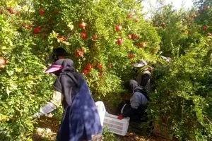 پیشینه تولید انار در سیاب به ۱۸۰۰ سال پیش برمی‌گردد