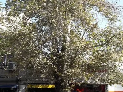 شناسایی ۱۰۶ درخت کهنسال در خیابان ولی‌عصر