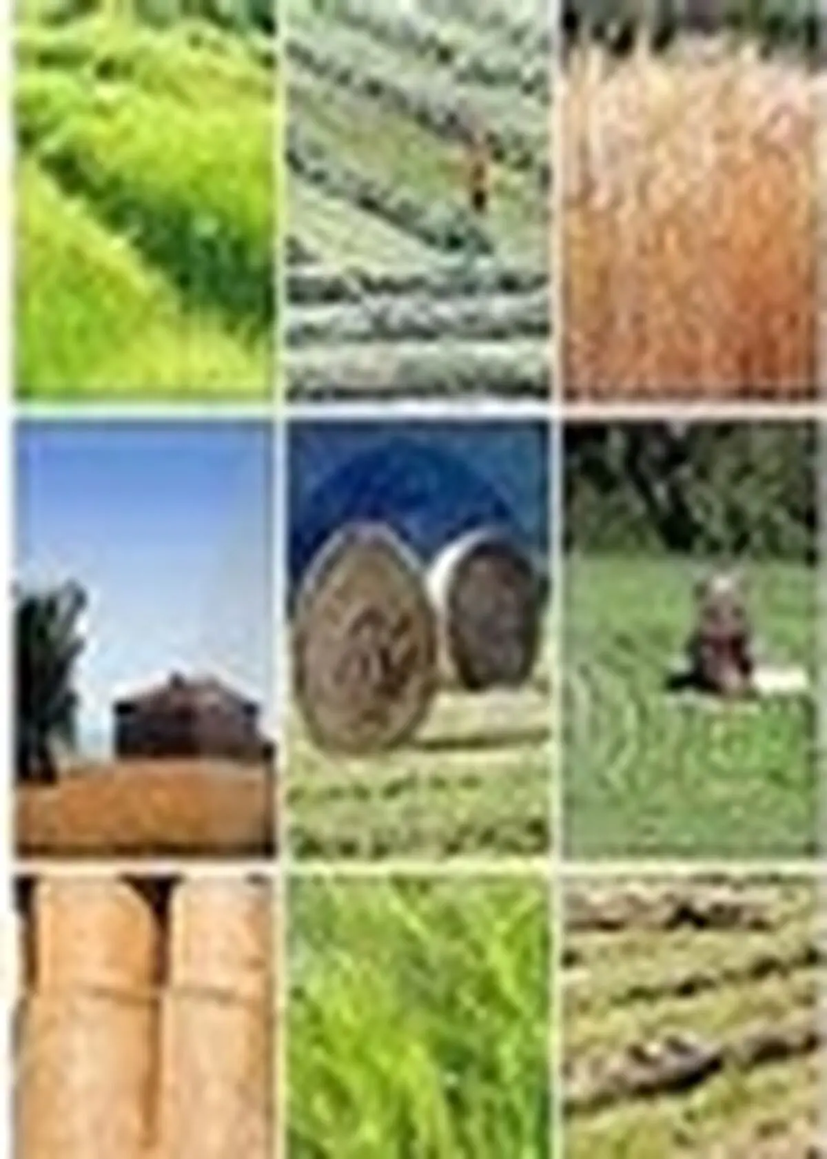 اجرای کشت دوم در بیش از ۶ هزار و ۶۰۰هکتار از اراضی فومن