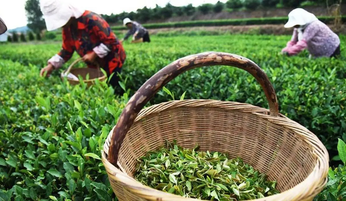 تأخیر یک هفته ای برداشت برگ سبز چای از باغات شمال کشور