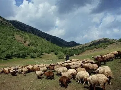 فرصت ۶ ماهه دامداران برای ‌تمدید پروانه چرای دام / دامداران در صورت عدم پیگیری مشمول جریمه می شوند