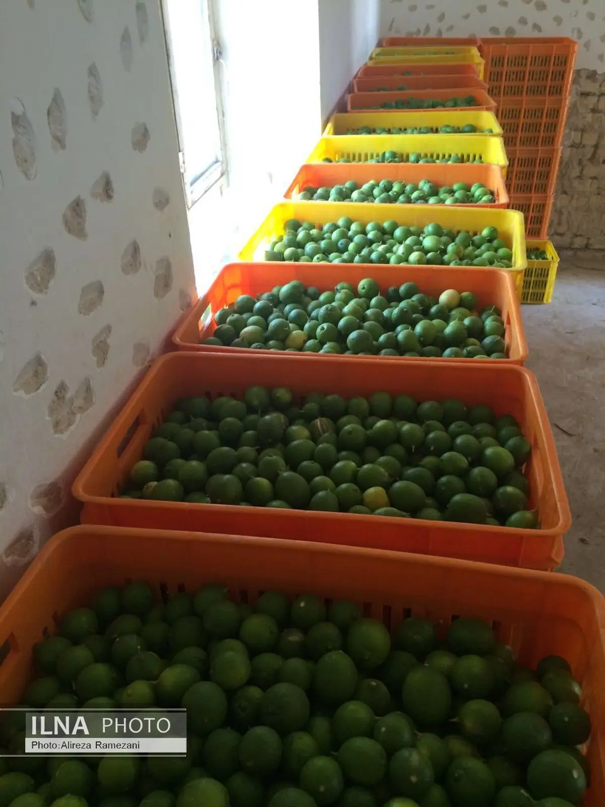 تولید 400 تن لیموترش از بخش اسیر شهرستان مهر 