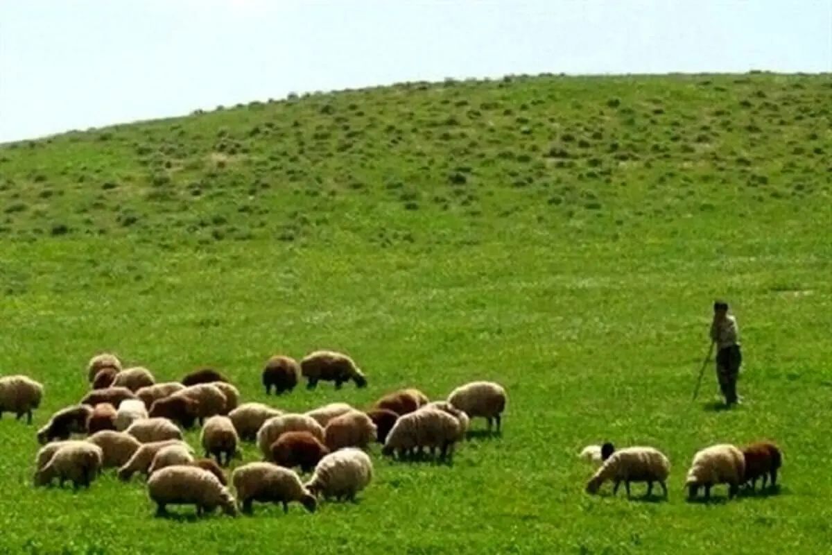 بهره‌برداران مراتع استان مرکزی نسبت به تمدید پروانه چرای دام اقدام کنند 