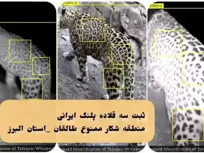 پرسه‌زدن پلنگ‌های شکاری در ارتفاعات البرز + فیلم