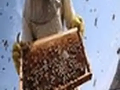 تولید سالانه بیش از ۱۳۳ تن عسل در زنبورستان‌های نکا