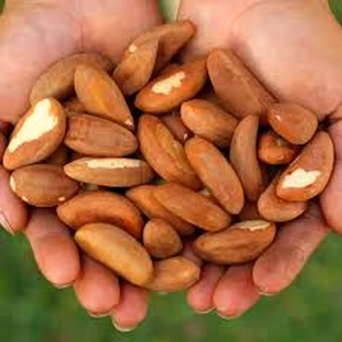 آیا مصرف زیاد آجیل برزیلی خطرناک است؟